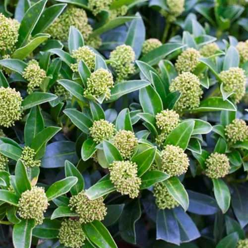 Skimmia Japonica " Goldrie's Dwarf " - Japán dérbabér