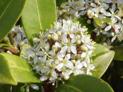 Skimmia Japonica " Goldrie's Dwarf " - Japán dérbabér