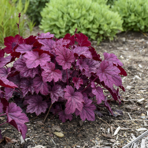 Tűzeső - Heuchera "' Wild Rose "