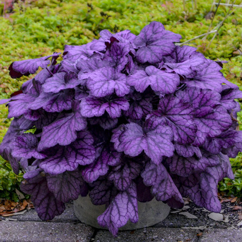 Tűzeső - Heuchera "' Wild Rose "