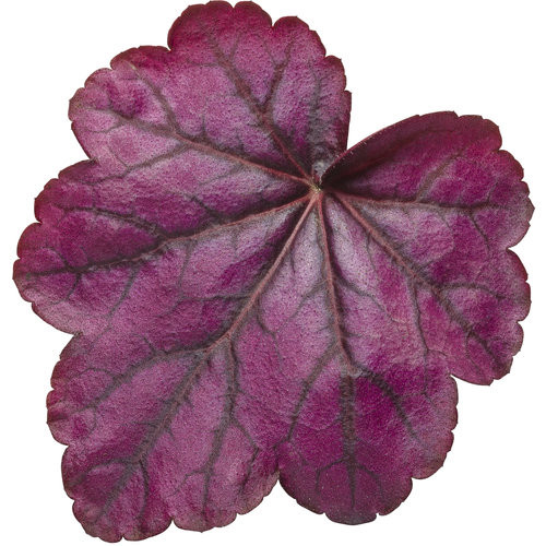 Tűzeső - Heuchera "' Wild Rose "