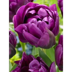 Telt virágú Tulipán - Tulip " Negrita Double"
