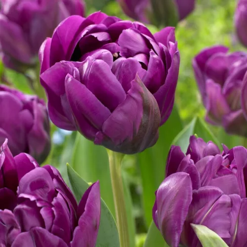 Telt virágú Tulipán - Tulip " Negrita Double"