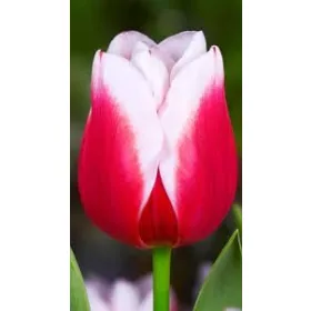 Tulipán - Tulip " Leo Visser "