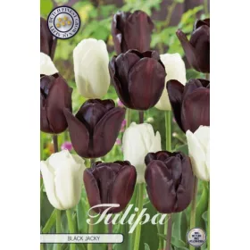 Tulipán hagyma mix - Tulip " Black Jacky"