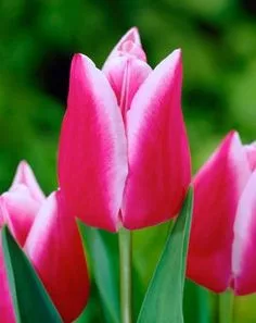 Tulipán - Tulip " Leo Visser "