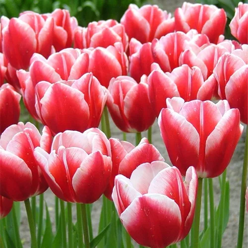 Tulipán - Tulip " Leo Visser "