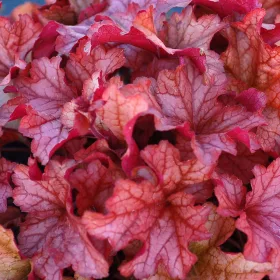 Tűzeső - Heuchera "' Paprika "