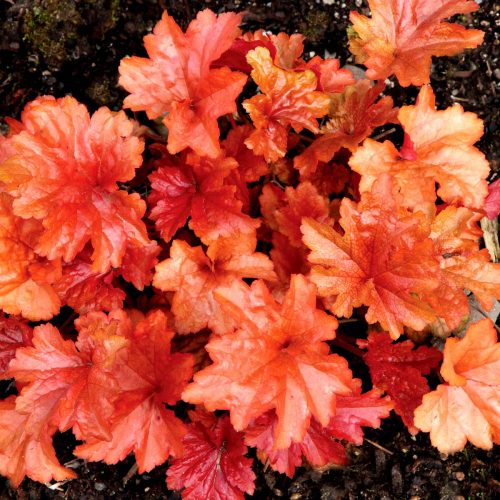 Tűzeső - Heuchera "' Paprika "