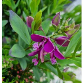 Pacsirtafű - Polygala myrtifolia