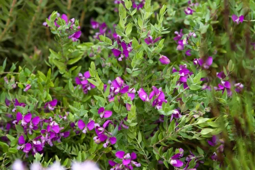 Pacsirtafű - Polygala myrtifolia