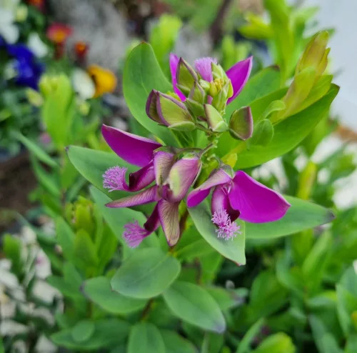 Pacsirtafű - Polygala myrtifolia