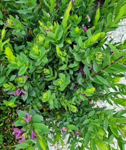 Pacsirtafű - Polygala myrtifolia