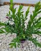 Pacsirtafű - Polygala myrtifolia