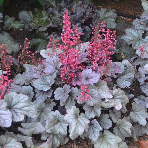 Tűzeső - Heuchera "' Silver Grumdrop "