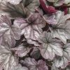 Tűzeső - Heuchera "' Silver Grumdrop "