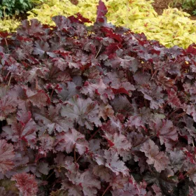 Tűzeső - Heuchera "