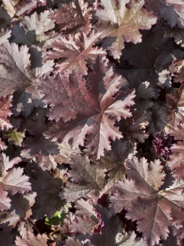 Tűzeső - Heuchera "