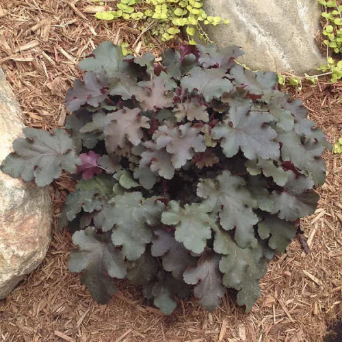 Tűzeső - Heuchera "