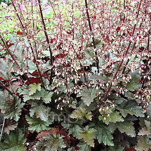 Tűzeső - Heuchera "