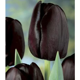 Tulipán - Tulip " Queen Of Night"