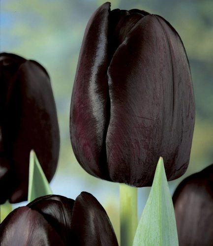 Tulipán - Tulip " Queen Of Night"