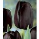 Tulipán - Tulip " Queen Of Night"