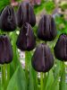 Tulipán - Tulip " Queen Of Night"