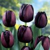 Tulipán - Tulip " Queen Of Night"