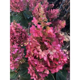   Bugás Hortenzia - Hydrangea Paniculata "Petite Lantern"