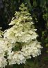 Bugás Hortenzia - Hydrangea Paniculata "Petite Lantern"