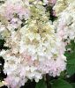 Bugás Hortenzia - Hydrangea Paniculata "Petite Lantern"