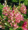 Bugás Hortenzia - Hydrangea Paniculata "Petite Lantern"