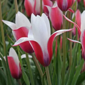 Tulipán - Tulip " Clusiana"