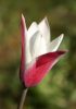 Tulipán - Tulip " Clusiana"