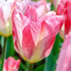 Tulipán - Tulip " Flaming Purissima "