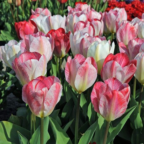Tulipán - Tulip " Flaming Purissima "