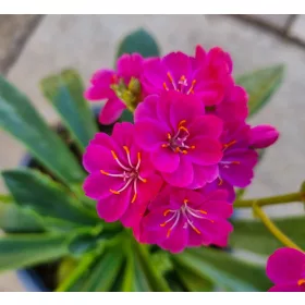 Lewisia - Dohánygyökér - Ciklámen