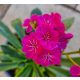 Lewisia - Dohánygyökér - Ciklámen