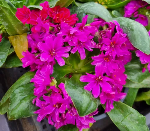 Lewisia - Dohánygyökér - Ciklámen