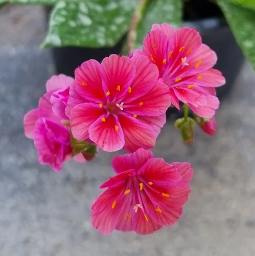Lewisia - Dohánygyökér - Ciklámen