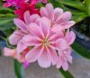 Lewisia - Dohánygyökér - rózsaszín