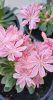 Lewisia - Dohánygyökér - rózsaszín