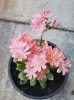 Lewisia - Dohánygyökér - rózsaszín