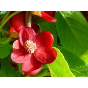Piros virágú kúszómagnólia - Schisandra rubriflora