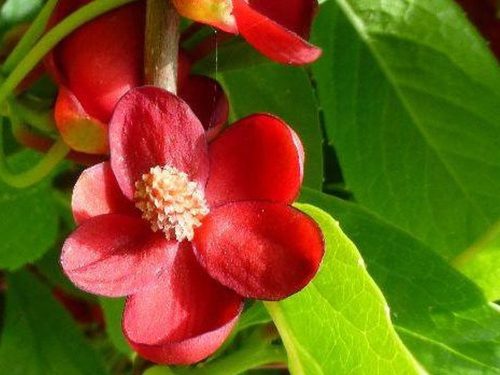 Piros virágú kúszómagnólia - Schisandra rubriflora