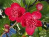 Piros virágú kúszómagnólia - Schisandra rubriflora