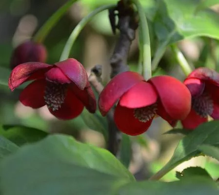 Piros virágú kúszómagnólia - Schisandra rubriflora