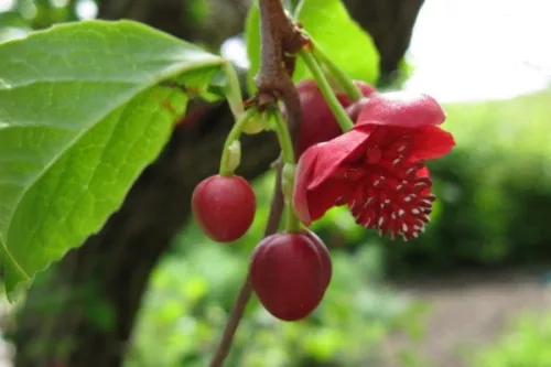 Piros virágú kúszómagnólia - Schisandra rubriflora