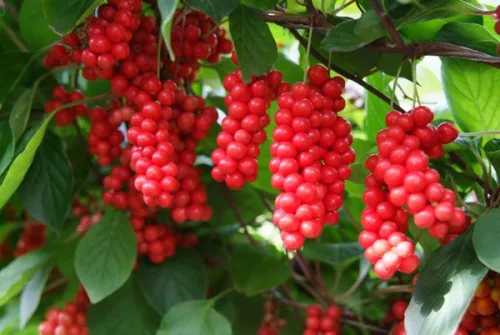 Piros virágú kúszómagnólia - Schisandra rubriflora